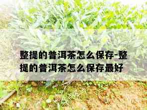 整提的普洱茶怎么保存-整提的普洱茶怎么保存更好