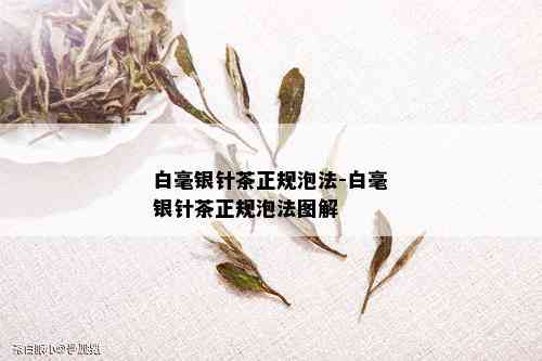 白毫银针茶正规泡法-白毫银针茶正规泡法图解