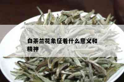 白茶兰花象征着什么意义和精神