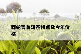 莽蛇菁普洱茶特点及今年价格