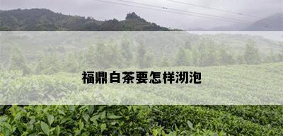 福鼎白茶要怎样沏泡