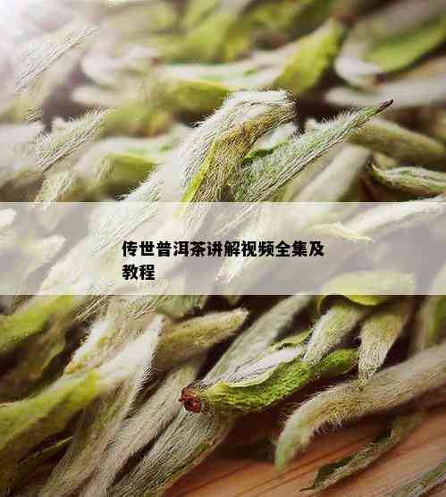 传世普洱茶讲解视频全集及教程