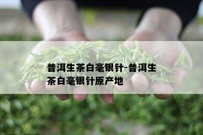 普洱生茶白毫银针-普洱生茶白毫银针原产地