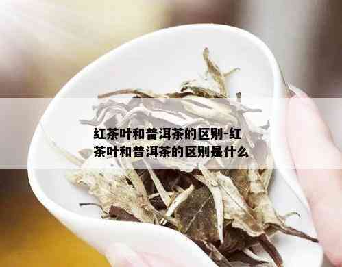 红茶叶和普洱茶的区别-红茶叶和普洱茶的区别是什么