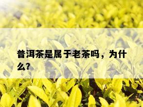 普洱茶是属于老茶吗，为什么？