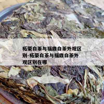 柘荣白茶与福鼎白茶外观区别-柘荣白茶与福鼎白茶外观区别在哪