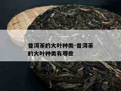 普洱茶的大叶种类-普洱茶的大叶种类有哪些