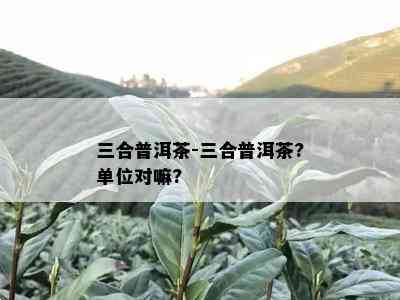 三合普洱茶-三合普洱茶?单位对嘛?