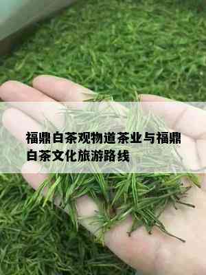 福鼎白茶观物道茶业与福鼎白茶文化旅游路线