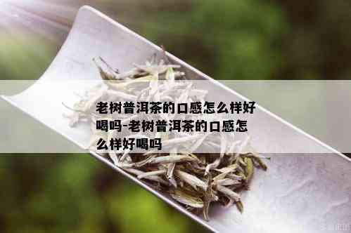 老树普洱茶的口感怎么样好喝吗-老树普洱茶的口感怎么样好喝吗