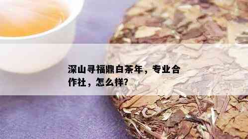 深山寻福鼎白茶年，专业合作社，怎么样？