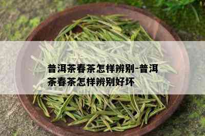 普洱茶春茶怎样辨别-普洱茶春茶怎样辨别好坏