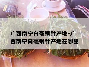 广西南宁白毫银针产地-广西南宁白毫银针产地在哪里