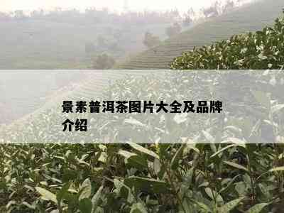 景素普洱茶图片大全及品牌介绍