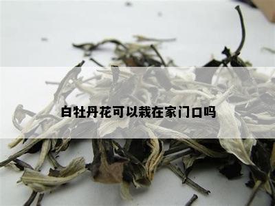 白牡丹花可以栽在家门口吗