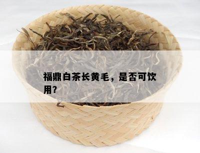 福鼎白茶长黄毛，是否可饮用？