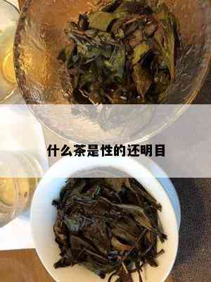 什么茶是性的还明目