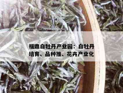 福鼎白牡丹产业园：白牡丹培育、品种推、花卉产业化