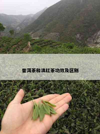 普洱茶和滇红茶功效及区别