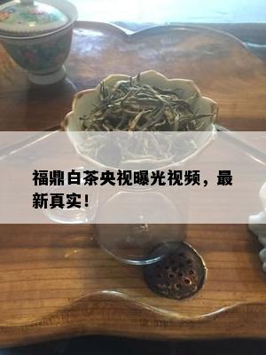 福鼎白茶央视曝光视频，最新真实！