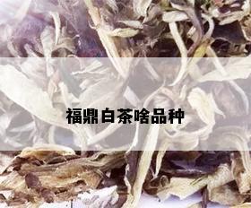 福鼎白茶啥品种