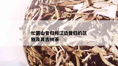 忙麓山昔归和江边昔归的区别及其古树茶