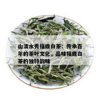 山清水秀福鼎白茶：传承百年的茶叶文化，品味福鼎白茶的独特韵味