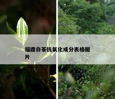 福鼎白茶抗氧化成分表格图片