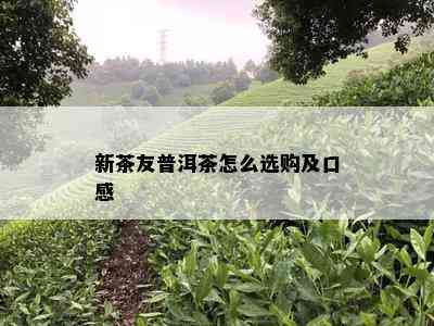 新茶友普洱茶怎么选购及口感