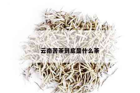 云南苦茶到底是什么茶