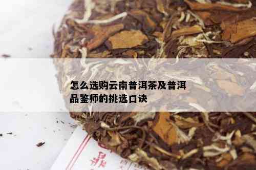 怎么选购云南普洱茶及普洱品鉴师的挑选口诀