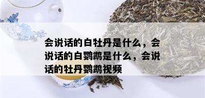 会说话的白牡丹是什么，会说话的白鹦鹉是什么，会说话的牡丹鹦鹉视频