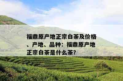 福鼎原产地正宗白茶及价格、产地、品种：福鼎原产地正宗白茶是什么茶？