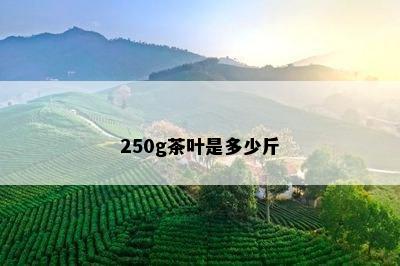 250g茶叶是多少斤