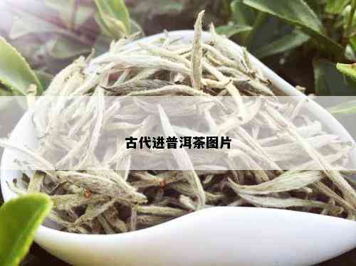 古代进普洱茶图片