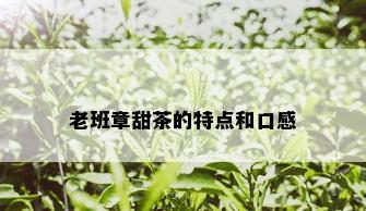 老班章甜茶的特点和口感