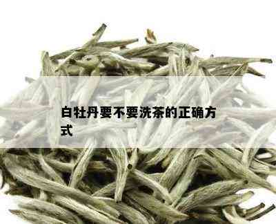 白牡丹要不要洗茶的正确方式