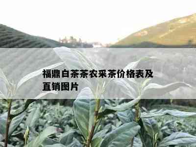 福鼎白茶茶农采茶价格表及直销图片