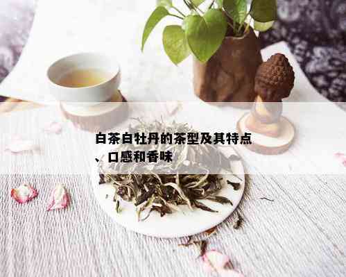 白茶白牡丹的茶型及其特点、口感和香味