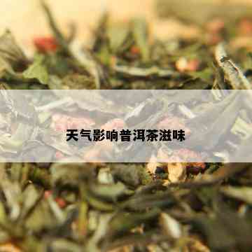 天气影响普洱茶滋味