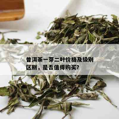 普洱茶一芽二叶价格及级别区别，是否值得购买？