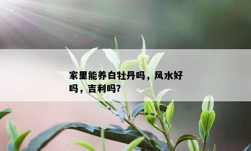 家里能养白牡丹吗，风水好吗，吉利吗？