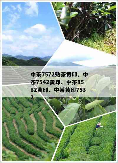 中茶7572熟茶黄印、中茶7542黄印、中茶8582黄印、中茶黄印7532