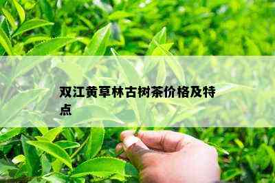 双江黄草林古树茶价格及特点