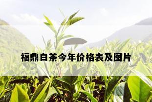 福鼎白茶今年价格表及图片