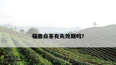 福鼎白茶有失效期吗？