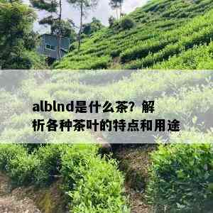 alblnd是什么茶？解析各种茶叶的特点和用途