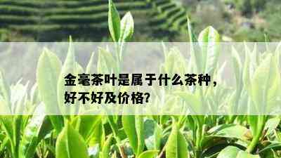 金毫茶叶是属于什么茶种，好不好及价格？