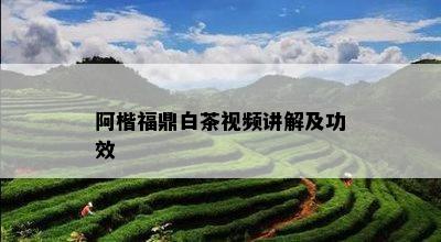 阿楷福鼎白茶视频讲解及功效