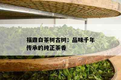 福鼎白茶树古树：品味千年传承的纯正茶香